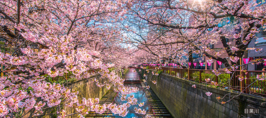 目黑川賞櫻遊船